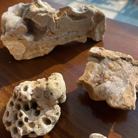 Assorted Fossils & Rocks 🪨🪸 - Picture 11 of 15